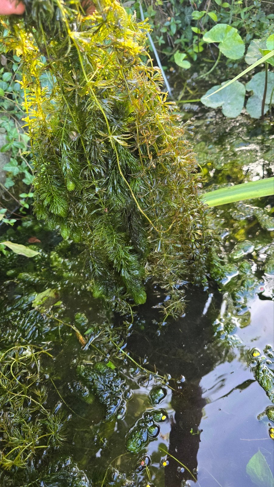 Grof Hoornblad voor in de vijver - gratis af te halen, Tuin en Terras, Vijvers, Ophalen