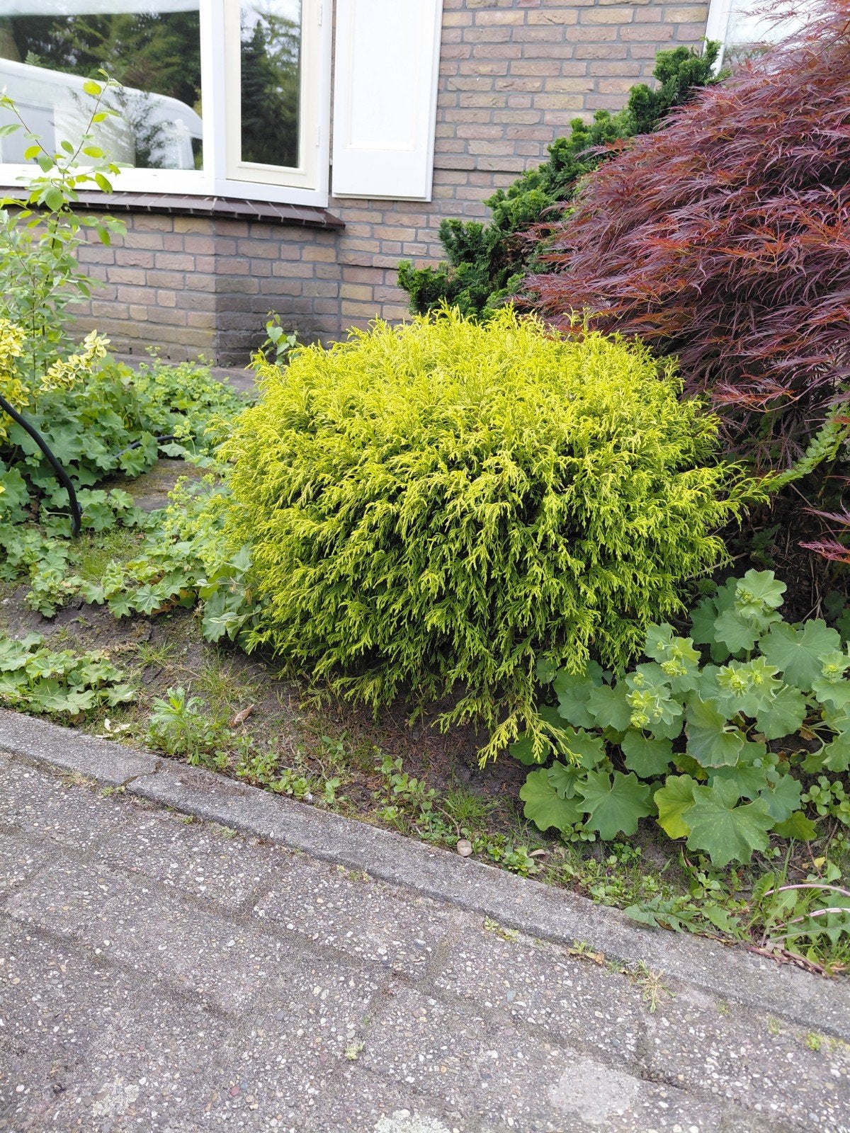 Tuin planten en keien, Tuin en Terras, Ophalen of Verzenden, Overige soorten