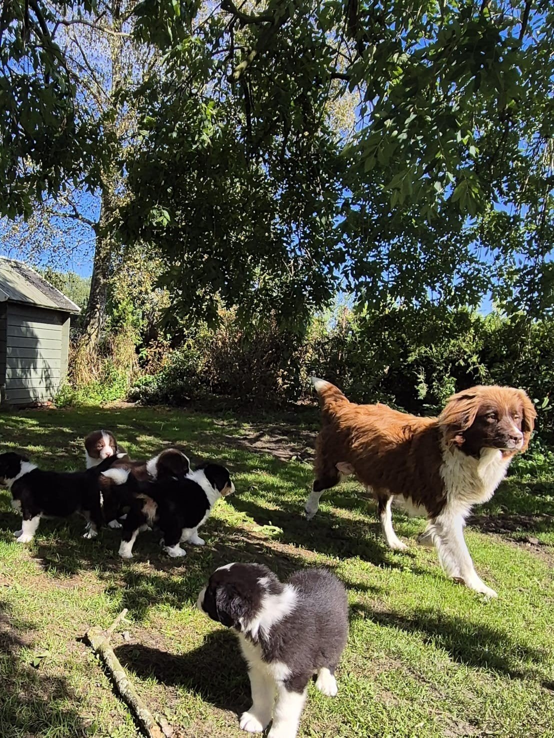 AUSTRALIAN SHEPHERD., Nederland, Meerdere, Meerdere dieren, Fokker | Professioneel