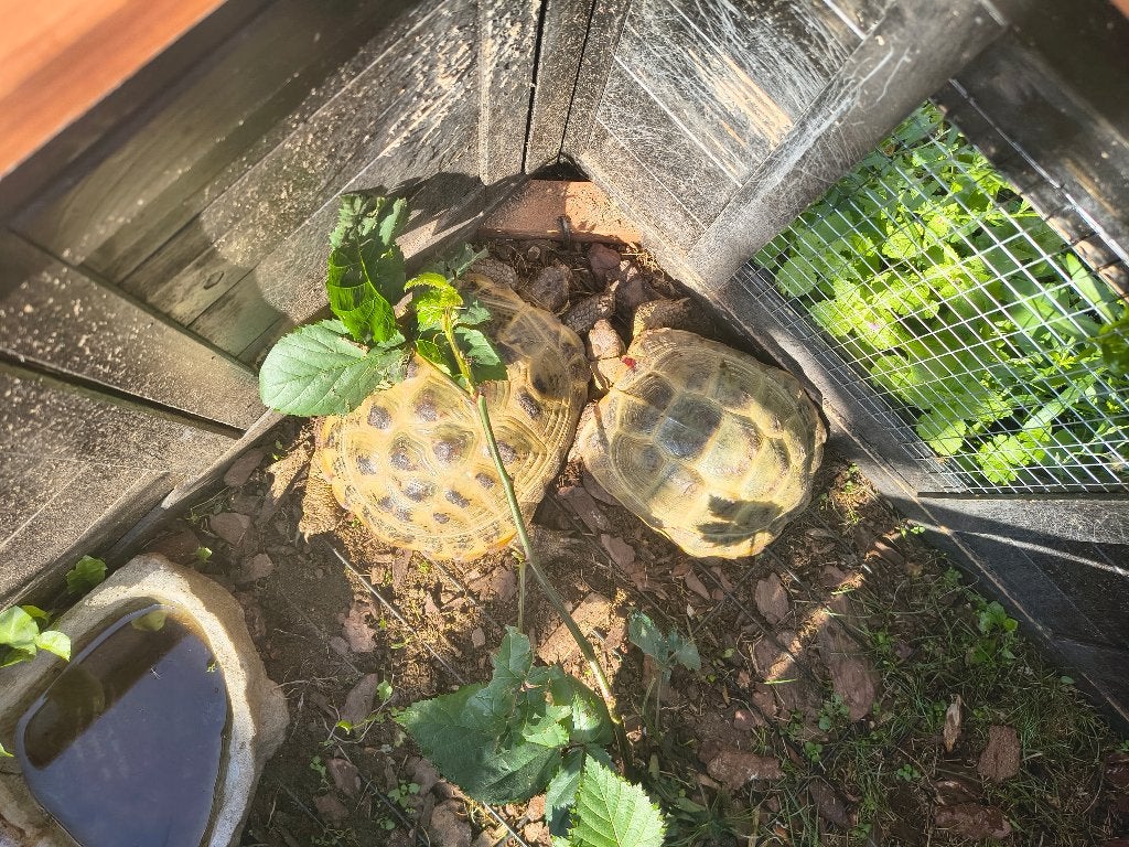 2 landschildpadden Tortoise photo 2