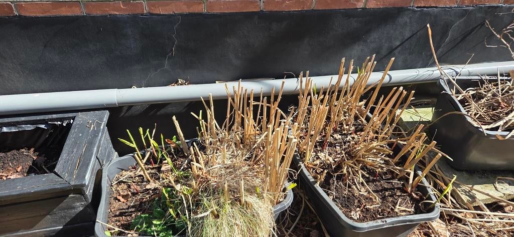 Gratis bamboe in bakken, Tuin en Terras, Planten | Tuinplanten, Ophalen, Vaste plant, Overige soorten, Volle zon