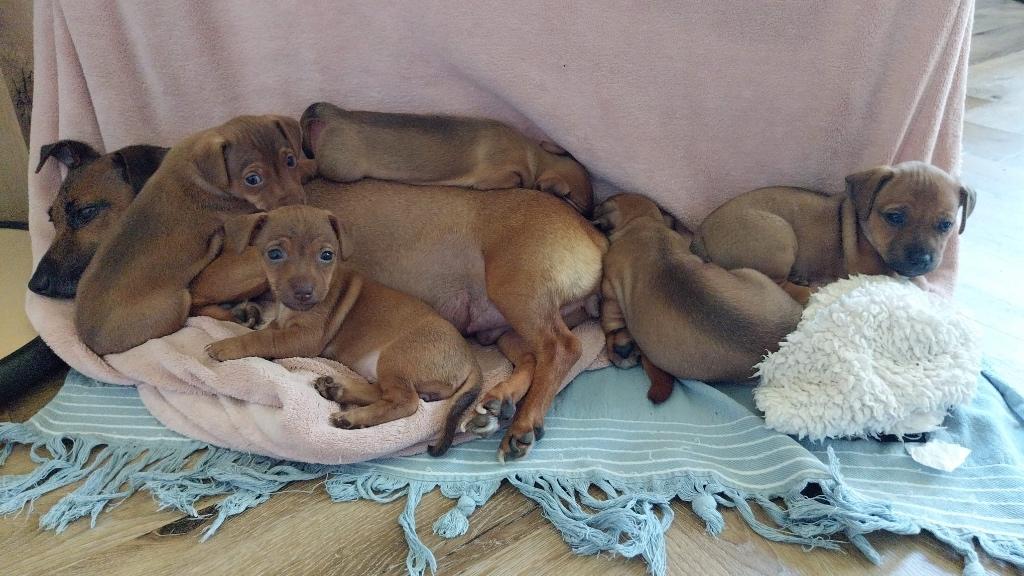 Jack Russel pup, Jack Russell Terriër, 8 tot 15 weken, Parvo, Meerdere dieren