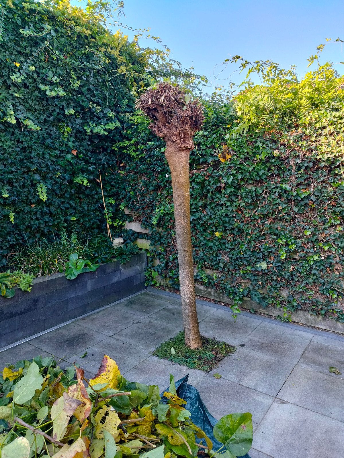 2 x bol catalpa, Tuin en Terras, Ophalen of Verzenden, 250 tot 400 cm, Zomer, Volle zon