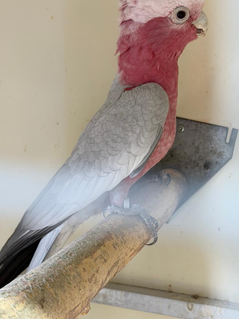 Rosé Kaketoe man, Dieren en Toebehoren, Mannelijk, Papegaai, Geringd