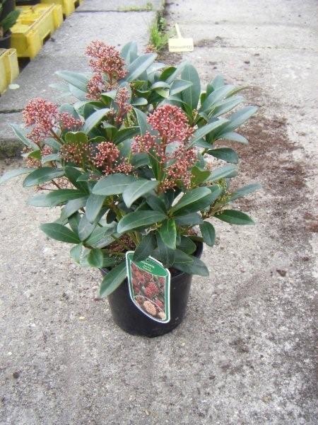 Skimmia japonica 'Rubella', Vaste plant, Halfschaduw, Winter, Ophalen