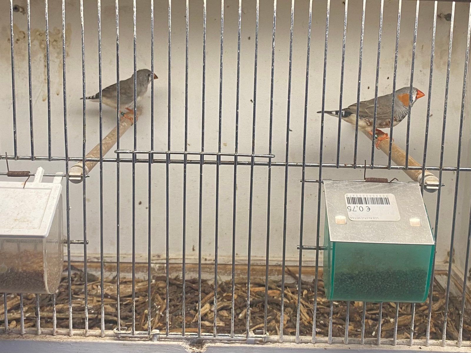 Koppel zebravinken te koop, Meerdere dieren, Geringd