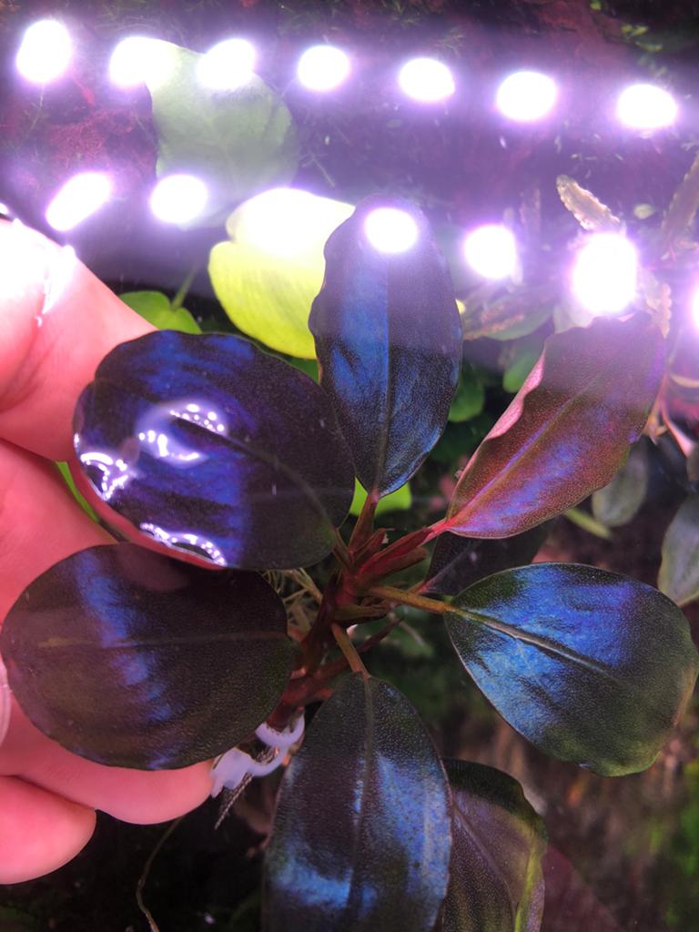 Bucephalandra Persephone, Dieren en Toebehoren, Vissen | Aquaria en Toebehoren, Ophalen of Verzenden