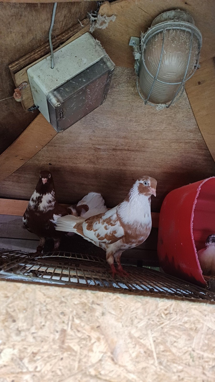 mooie Syrishe koppel, Dieren en Toebehoren, Vogels | Duiven, Meerdere dieren