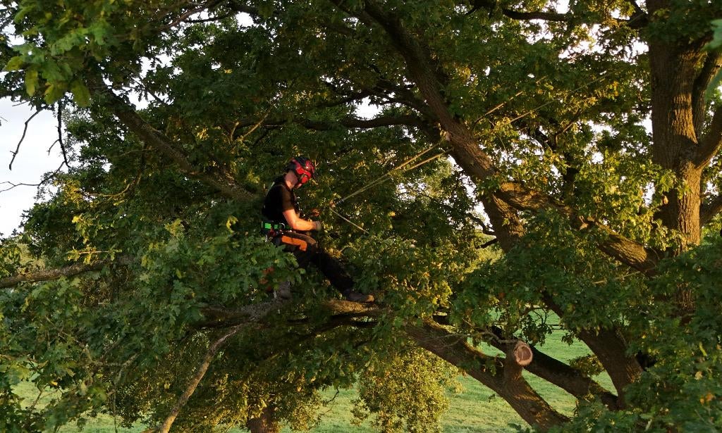 Professionele boomverzorging – snoeien, kappen en onderhoud, Tuinonderhoud of Snoeiwerk