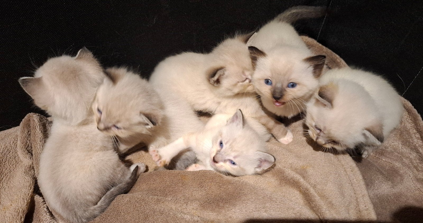 ragdoll kittens, Meerdere dieren, Gechipt, 0 tot 2 jaar