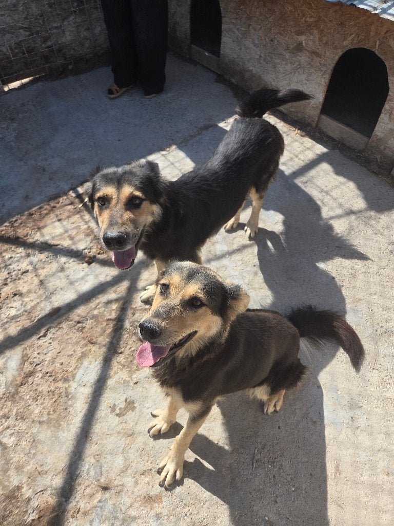 Knappe Sabine ter adoptie!, Dieren en Toebehoren, Honden | Niet-rashonden, Particulier, Buitenland, Teef, Eén hond