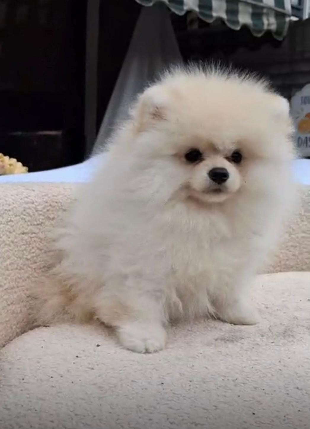 Pomeriaan pup, Dieren en Toebehoren, Overige rassen, 8 tot 15 weken, Buitenland, Teef