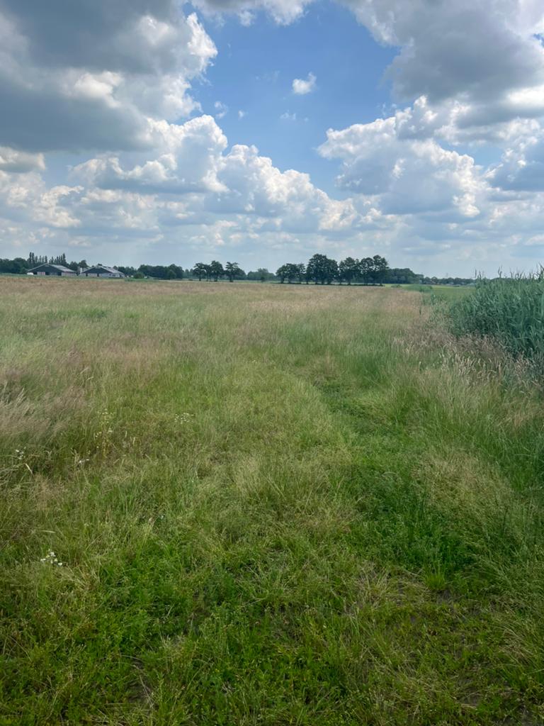 Gras op stam, Dieren en Toebehoren, Stalling en Weidegang