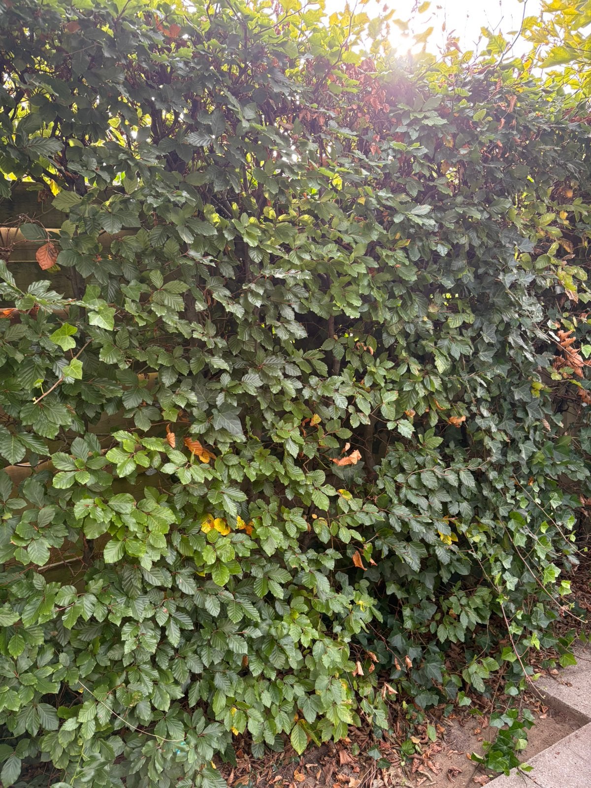 Mooie beukenhaag per direct op te halen!, Tuin en Terras, Ophalen, Beukenhaag, 100 tot 250 cm