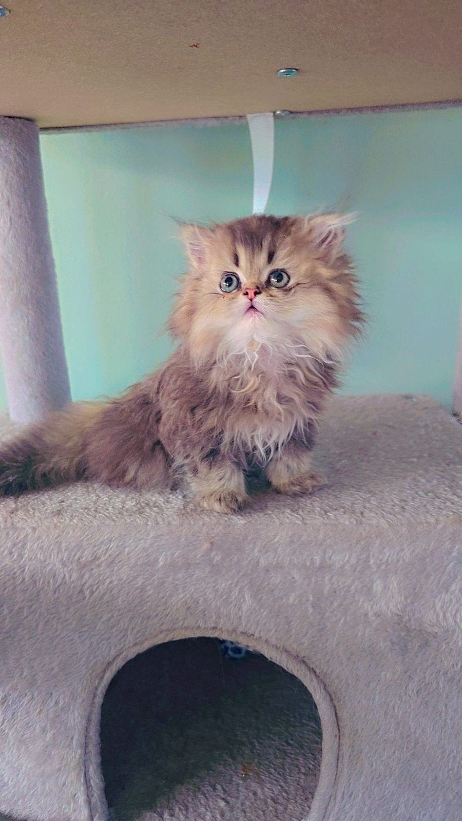 Bieden, Kater, Langharig, 0 tot 2 jaar