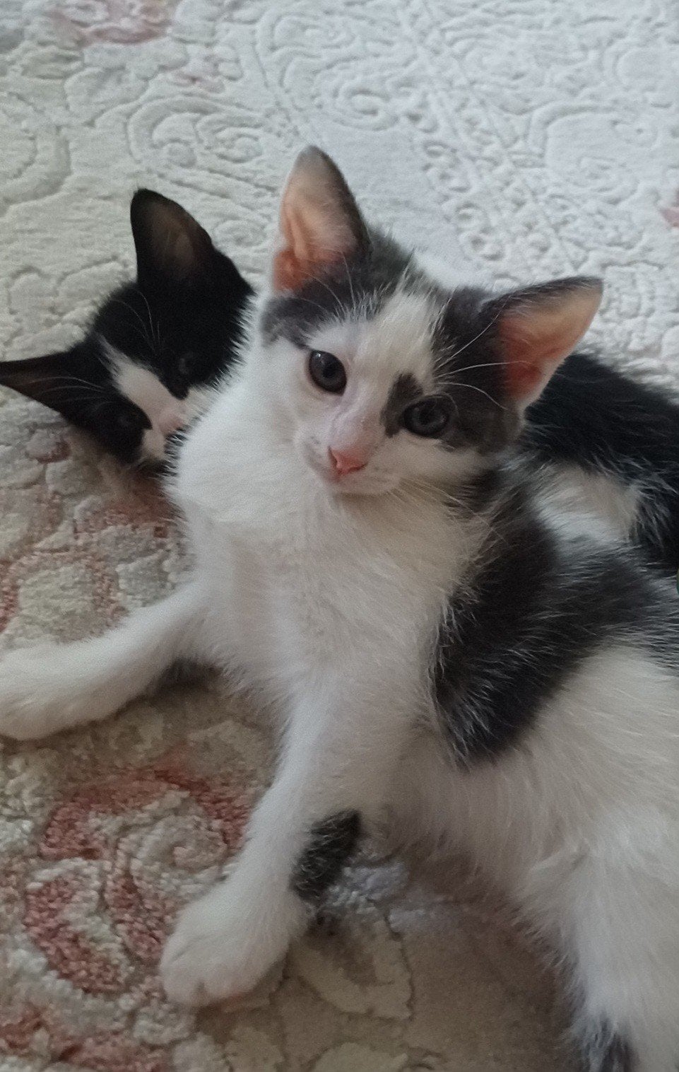 Kittens, Meerdere dieren