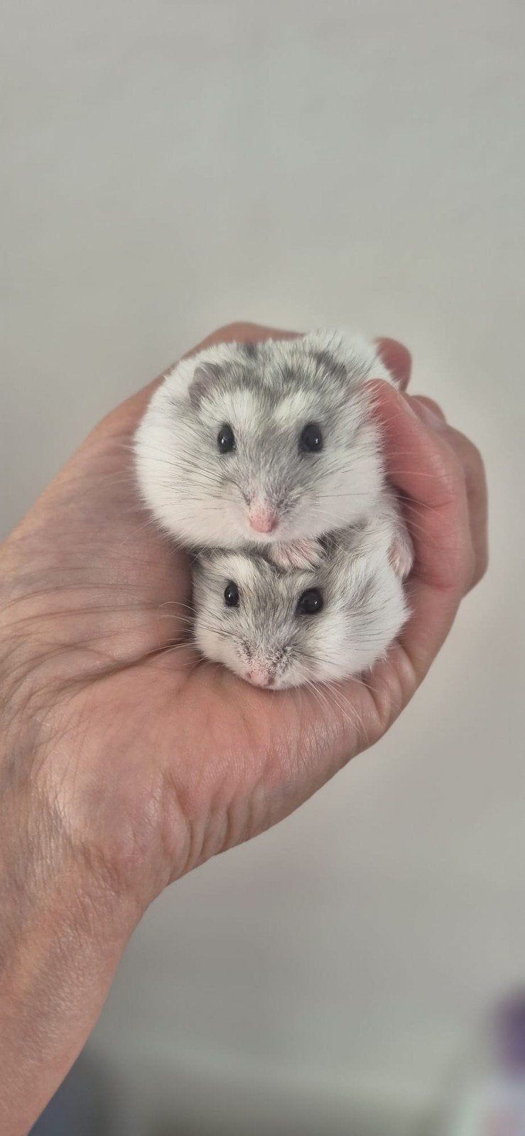 Dwerghamsters kindvriendelijk, April, Meerdere dieren, Hamster