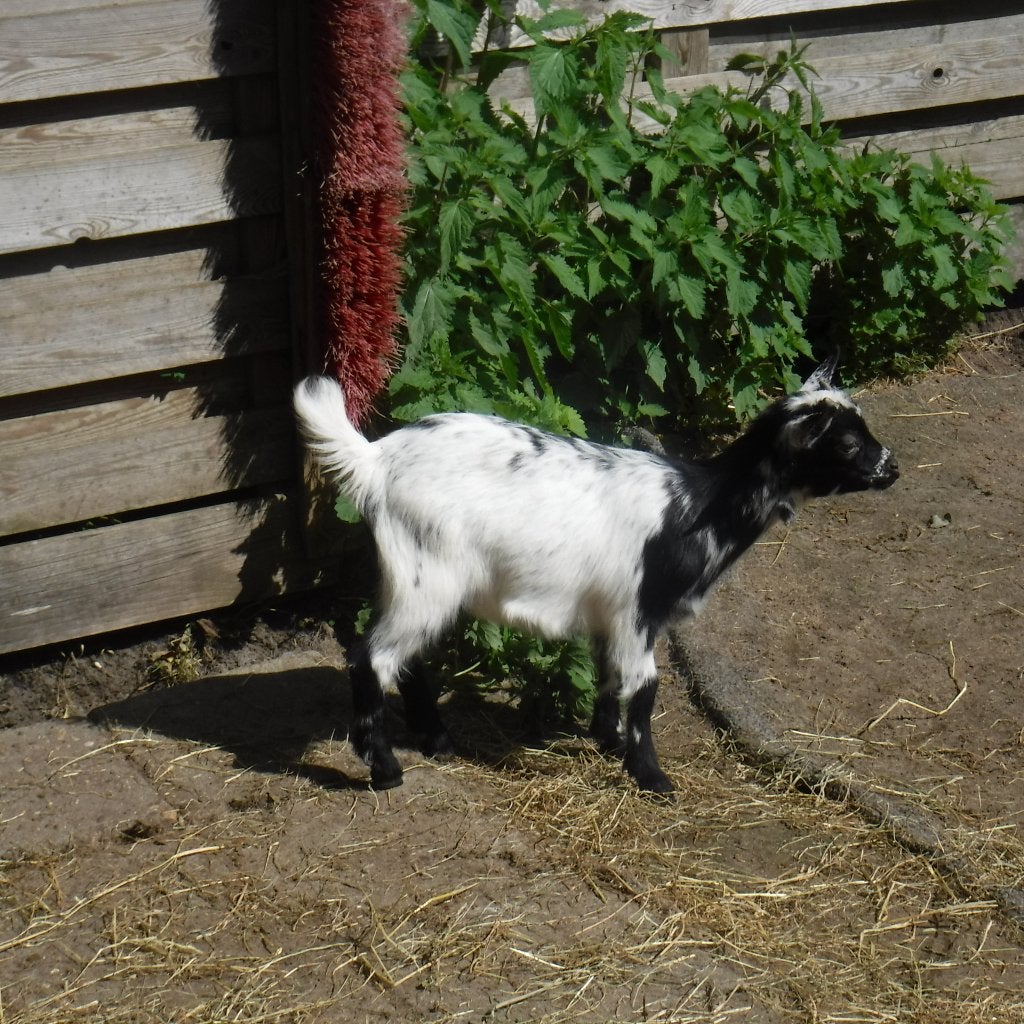 Dwerggeit, Dieren en Toebehoren, Schapen, Geiten en Varkens, Vrouwelijk, Geit, 0 tot 2 jaar