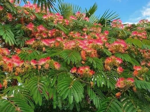 Perzische slaapboom zelf hobbymatig gekweekte!, Overige soorten, Zomer, Ophalen, Volle zon