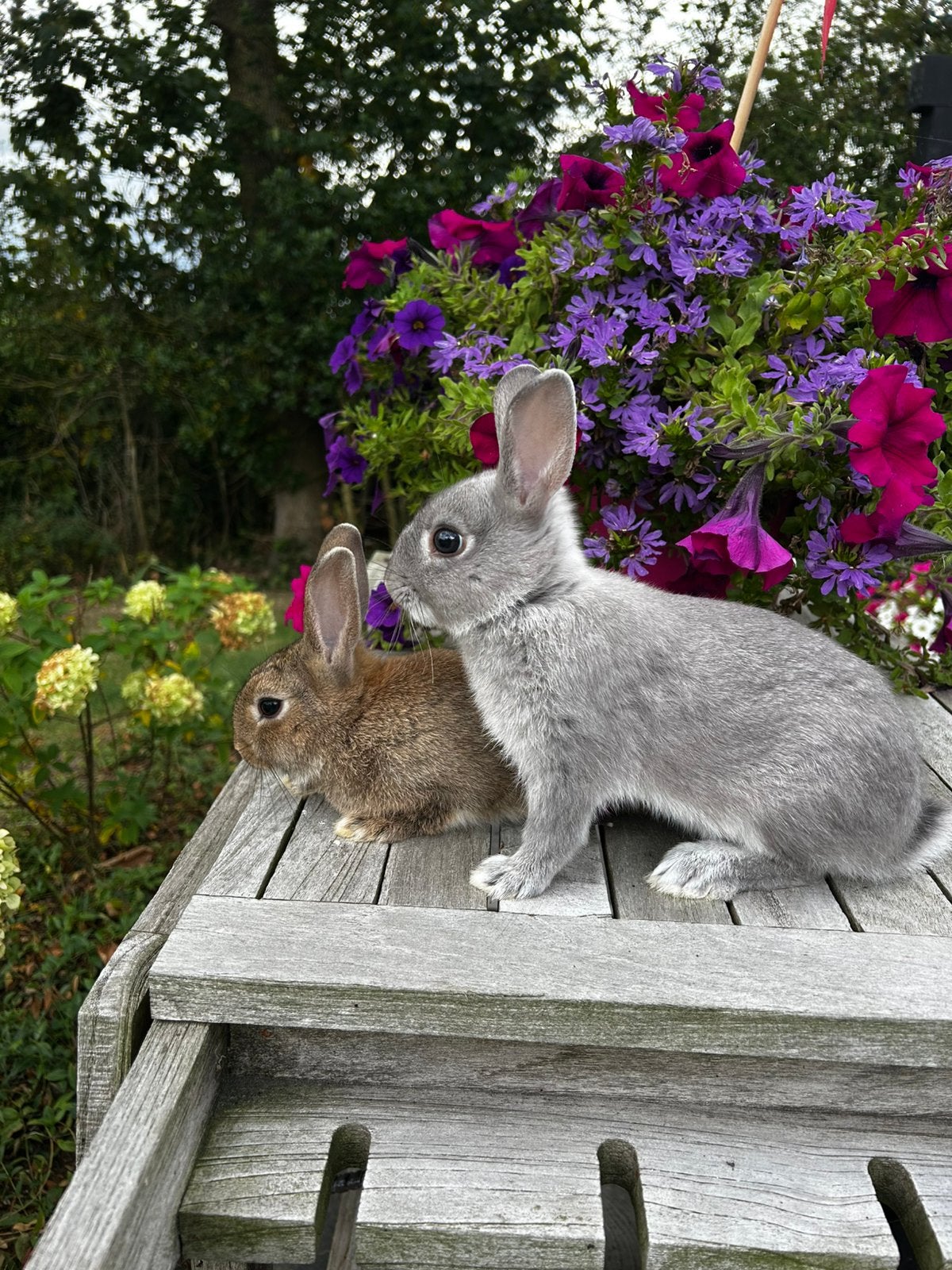 Jonge konijnen te koop, Dieren en Toebehoren, Konijnen, Meerdere dieren, 0 tot 2 jaar