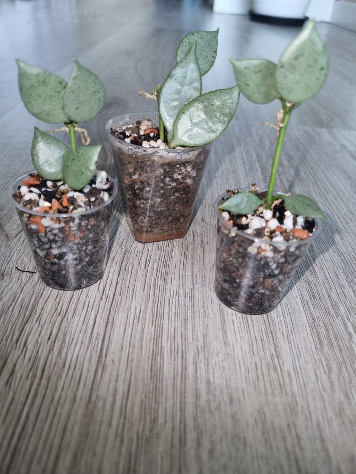 Hoya lacunosa louisa's silver, Ophalen of Verzenden, Halfschaduw, Minder dan 100 cm