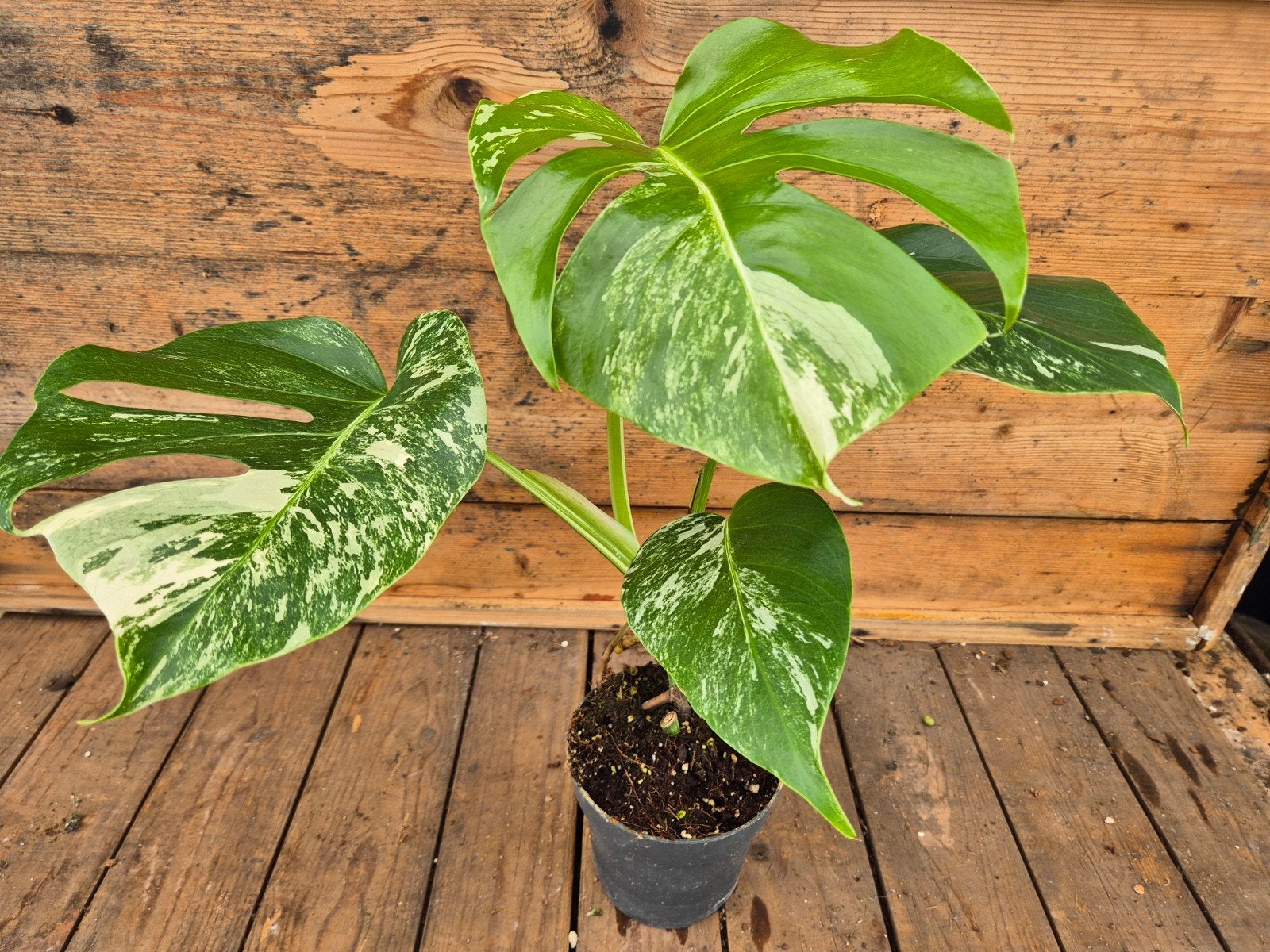 Monstera Deliciosa Variegata p12 (1), Ophalen of Verzenden, Halfschaduw, Minder dan 100 cm