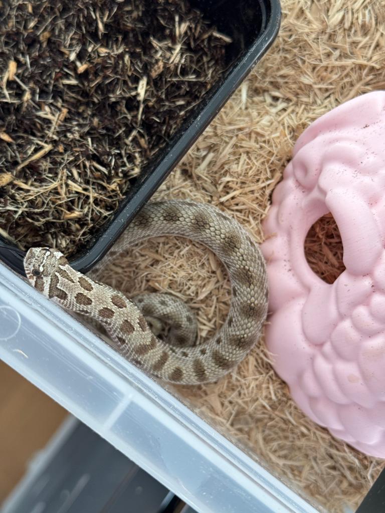 Hognose 0.1 Arctic Conda het Sunburst 2025, Dieren en Toebehoren, 0 tot 2 jaar