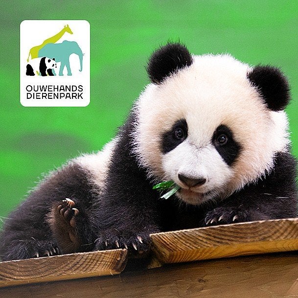 4 x Ouwehands Dierenpark Rhenen 🐼 Toegangskaarten 🎫, Tickets en Kaartjes, Drie personen of meer, Ticket of Toegangskaart