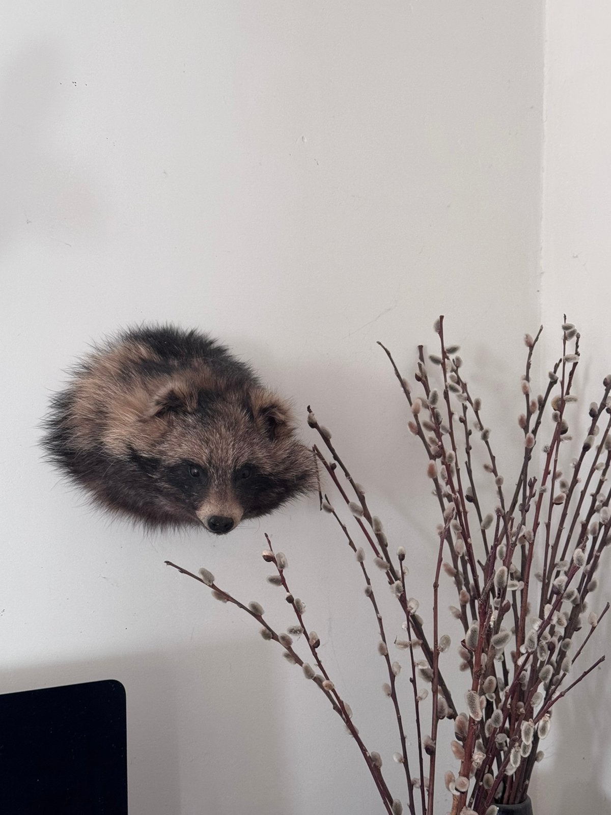 Wasbeerhond, Ophalen of Verzenden, Zo goed als nieuw, Paard, Beeldje of Figuurtje