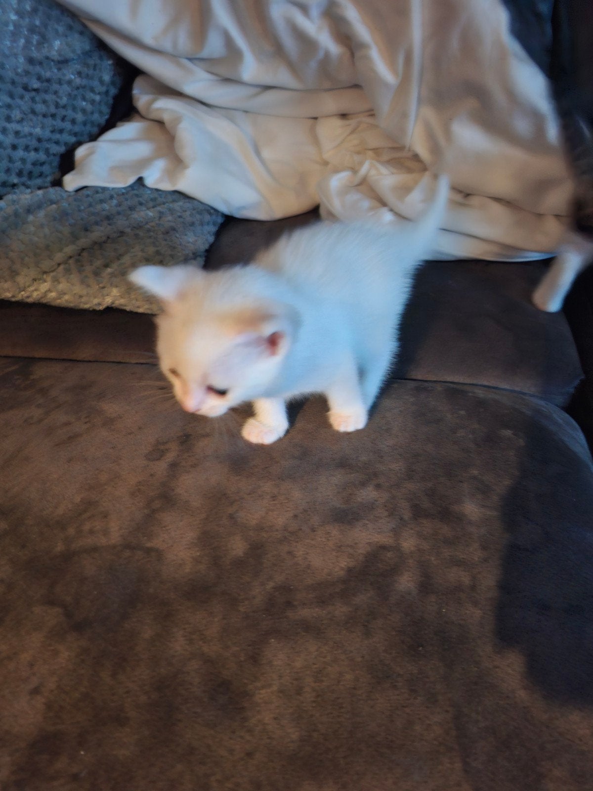 kittens, Meerdere dieren, Kortharig, 0 tot 2 jaar