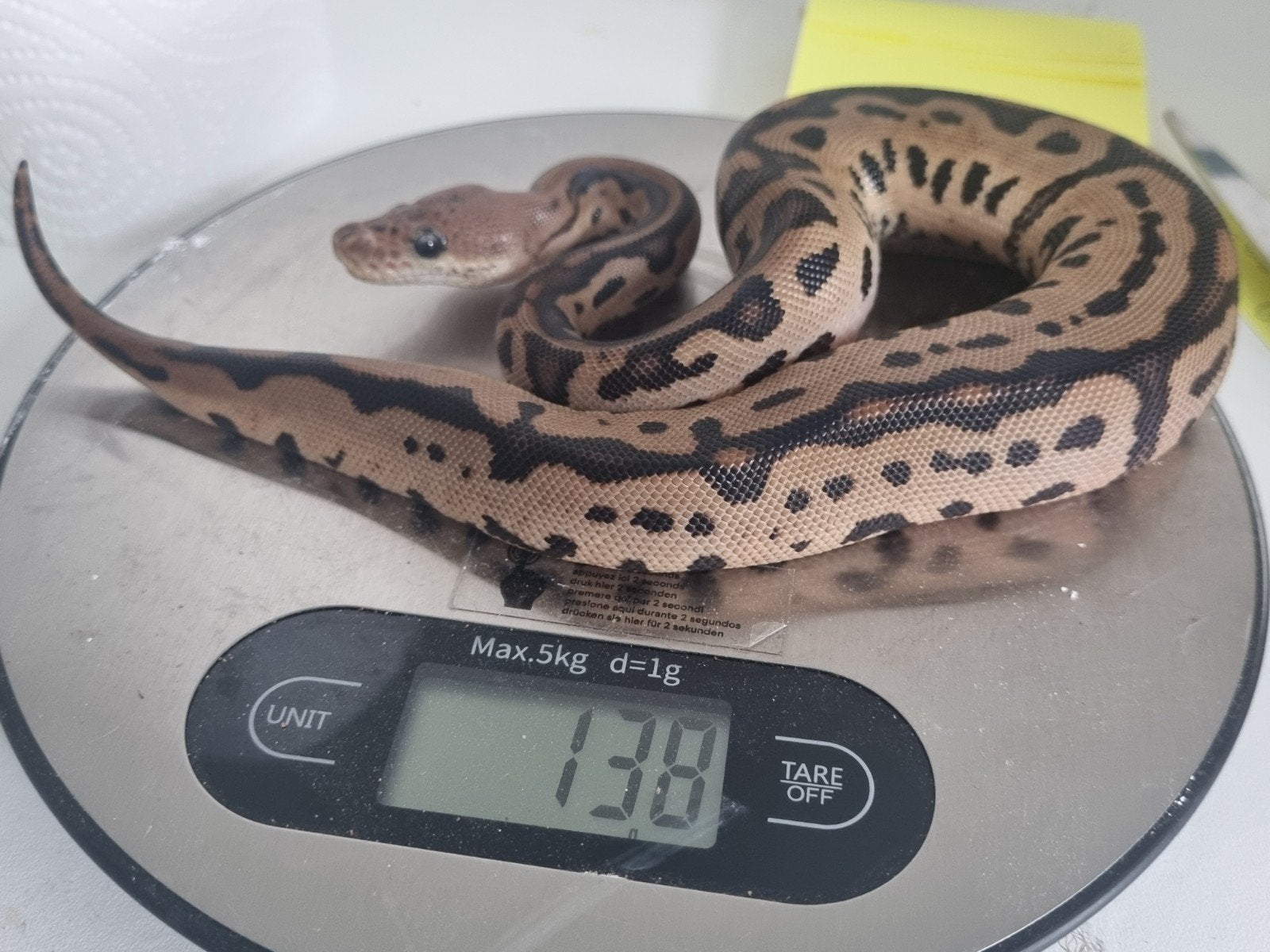 0.1 black pastel batman (od) koningspython Ball Python photo 3