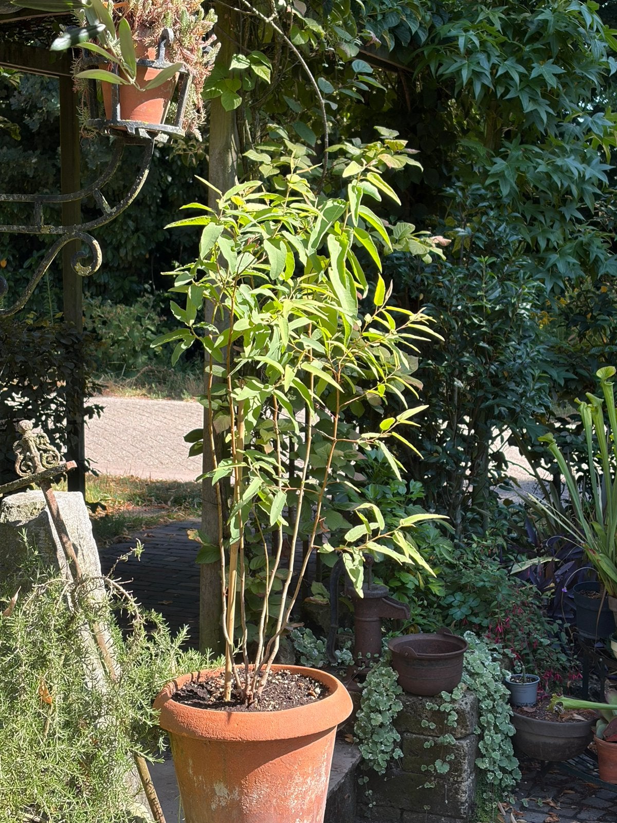 Corymbia Citriodora, Citroen Eucalyptus.met gratis stekken., Ophalen, Overige soorten, Volle zon