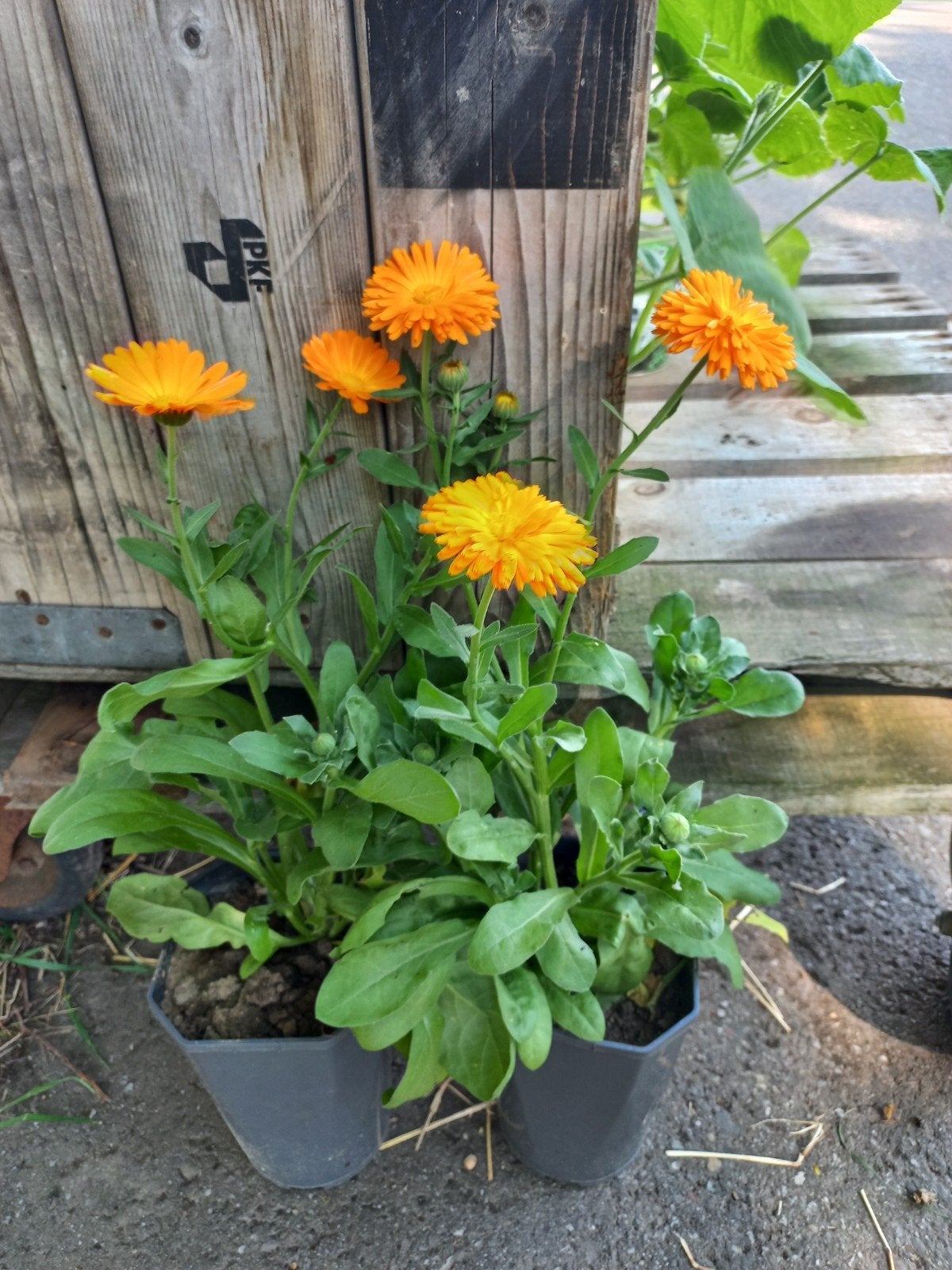 Goudsbloem, planten voor je tuin, Volle zon, Eenjarig, Zomer, Ophalen