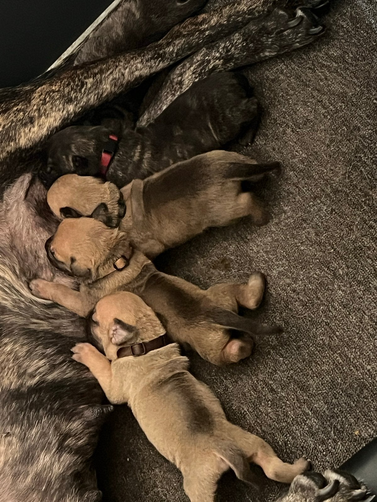 Presa canario pups, België, Fokker | Hobbymatig, CDV (hondenziekte), 8 tot 15 weken