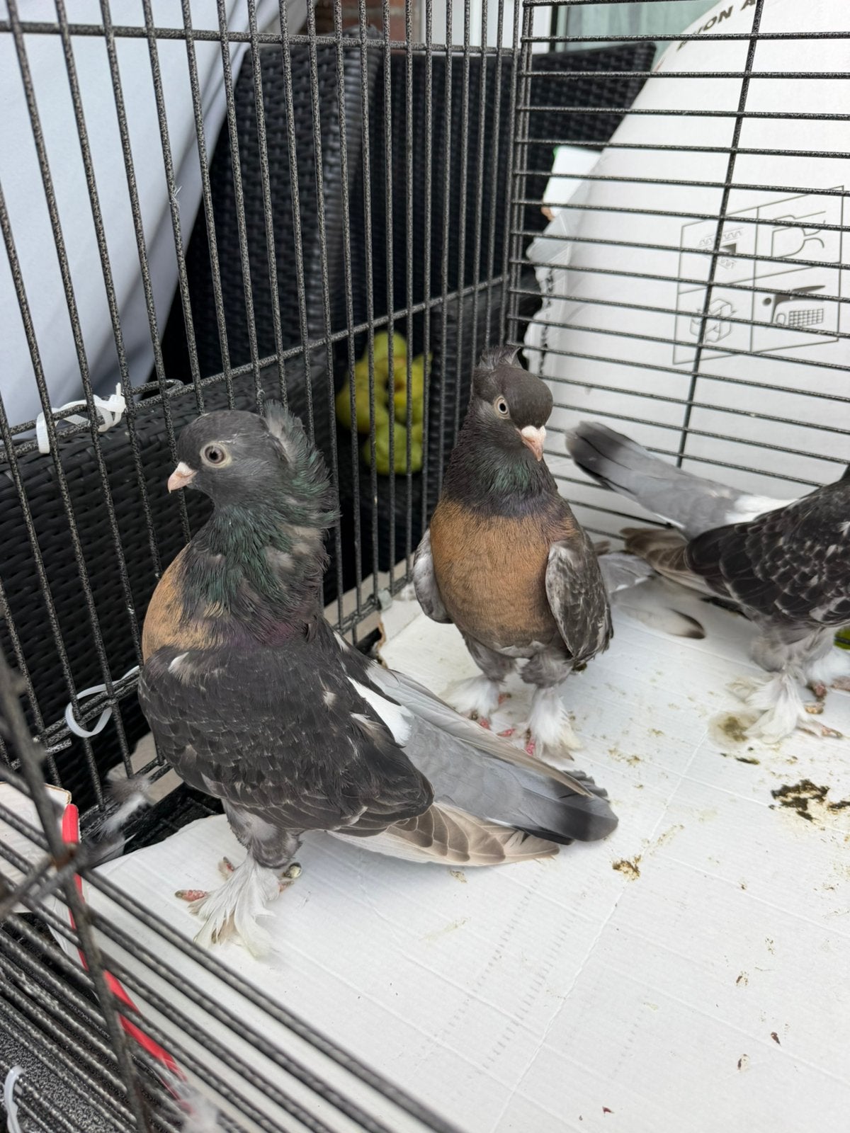 Takla kostüm, Meerdere dieren, Postduif
