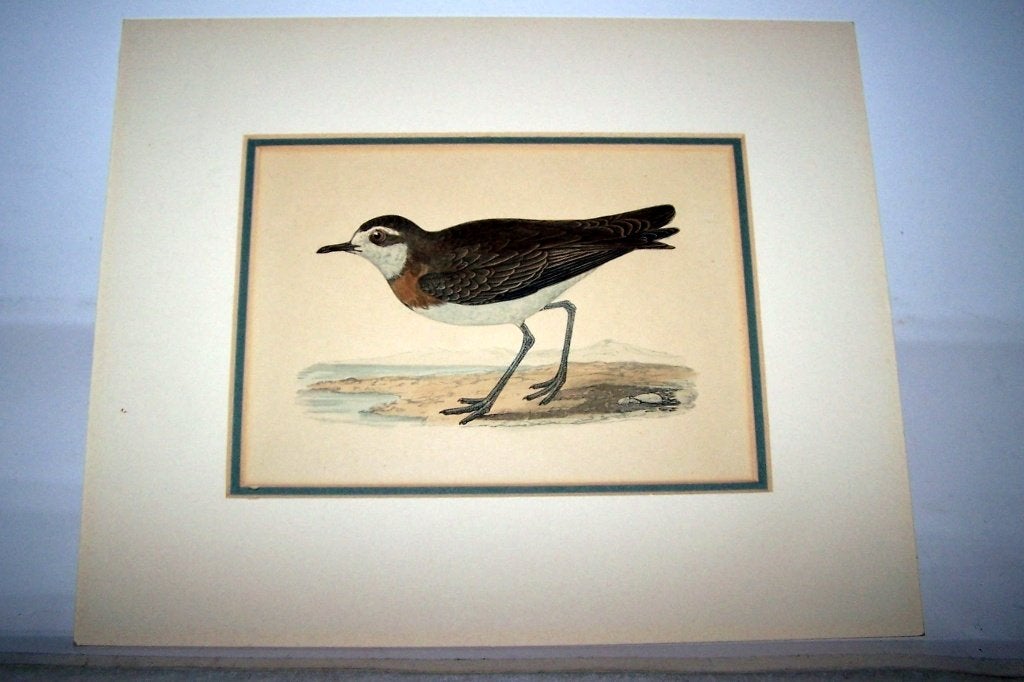 Prachtige vogelprent. 29X24cm. Izgs., Ophalen of Verzenden