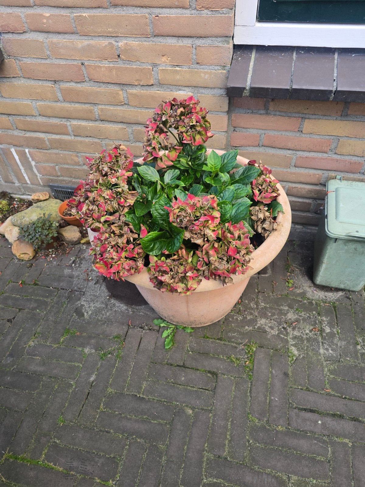 Grote terracotta look bloempot met hortensia's, Ophalen, Gebruikt, 40 cm of meer, Rond