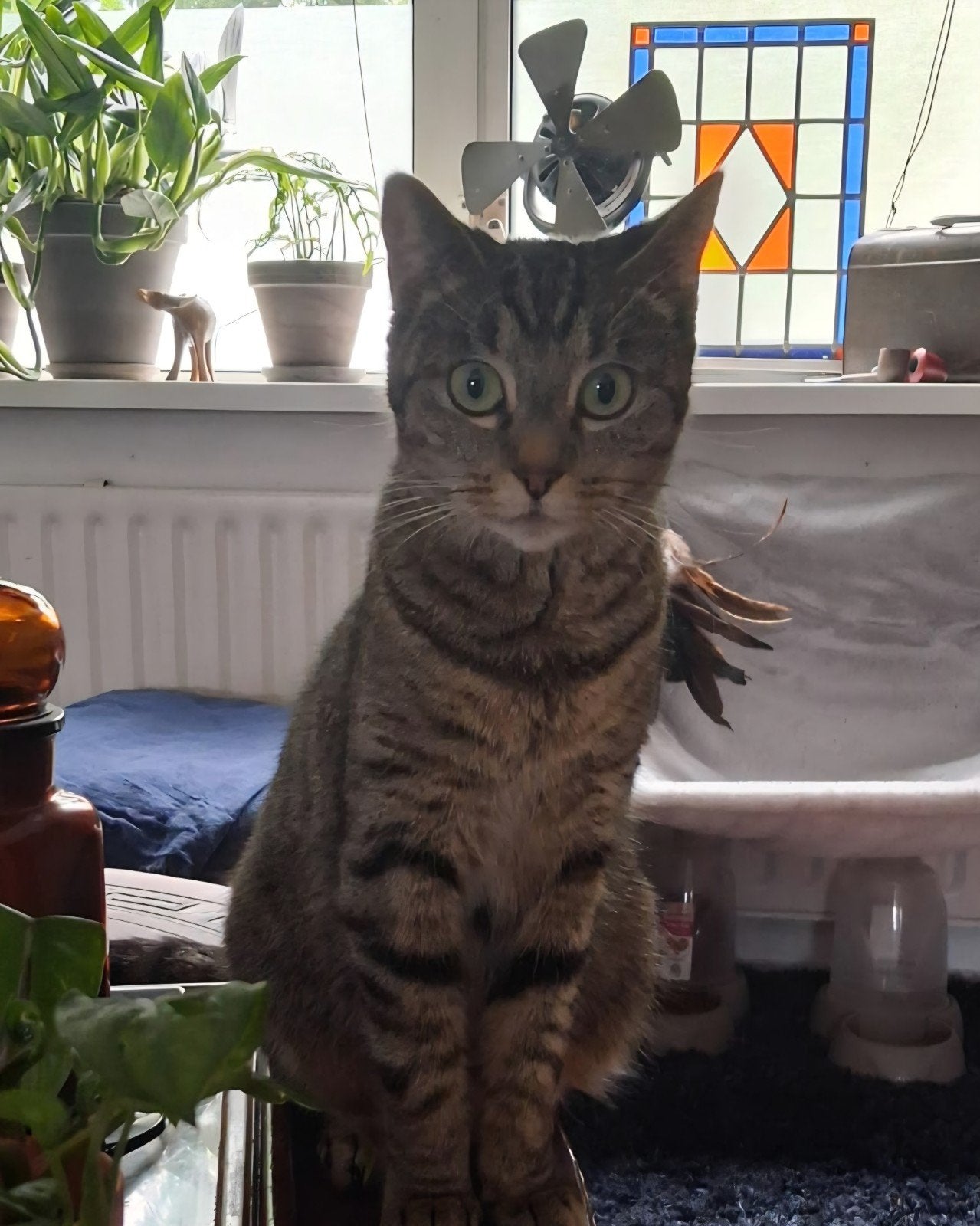 Poes zoekt een rustig thuis, Dieren en Toebehoren, Poes, Kortharig, 3 tot 5 jaar