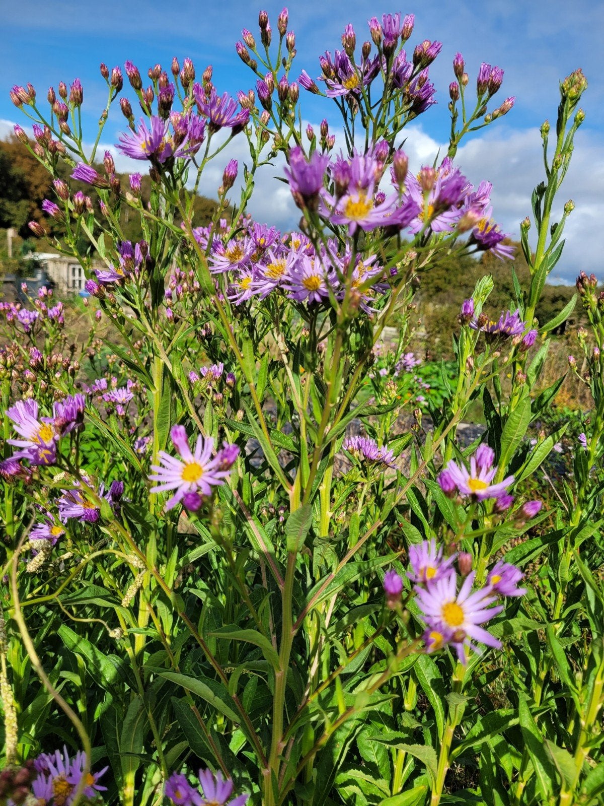 Dikke pol Aster tataricus. Mooie laatbloeier, insectenplant, Volle zon, Vaste plant, Herfst, Ophalen