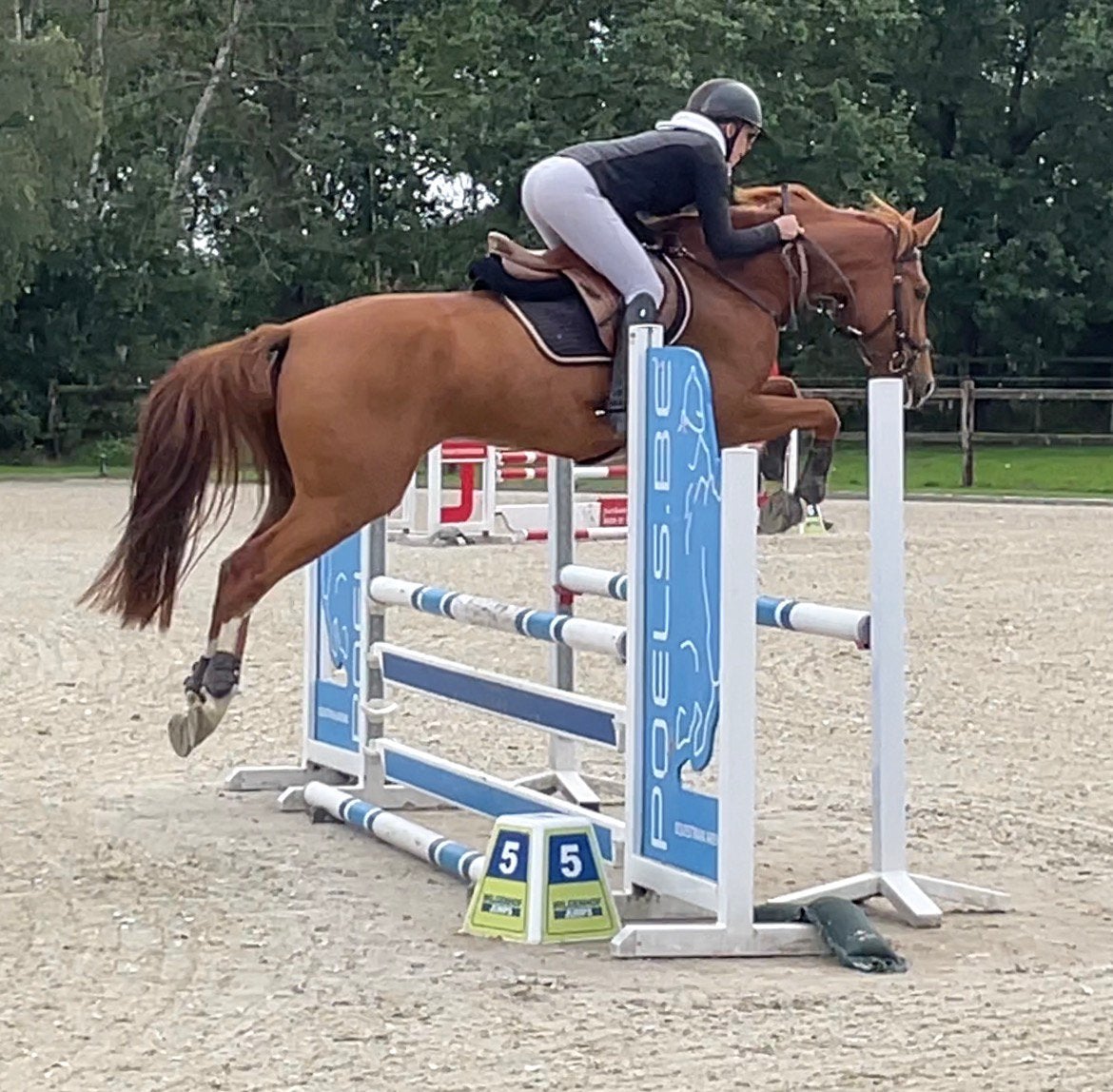 Talentvolle E sportpony met toporigine voor jeugd, Dieren en Toebehoren, E pony (1.48m - 1.57m), Met stamboom, Ruin, Springpony