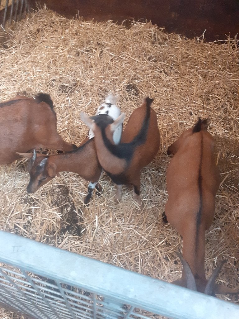 Dwerggeiten, Meerdere dieren, Geit, 0 tot 2 jaar
