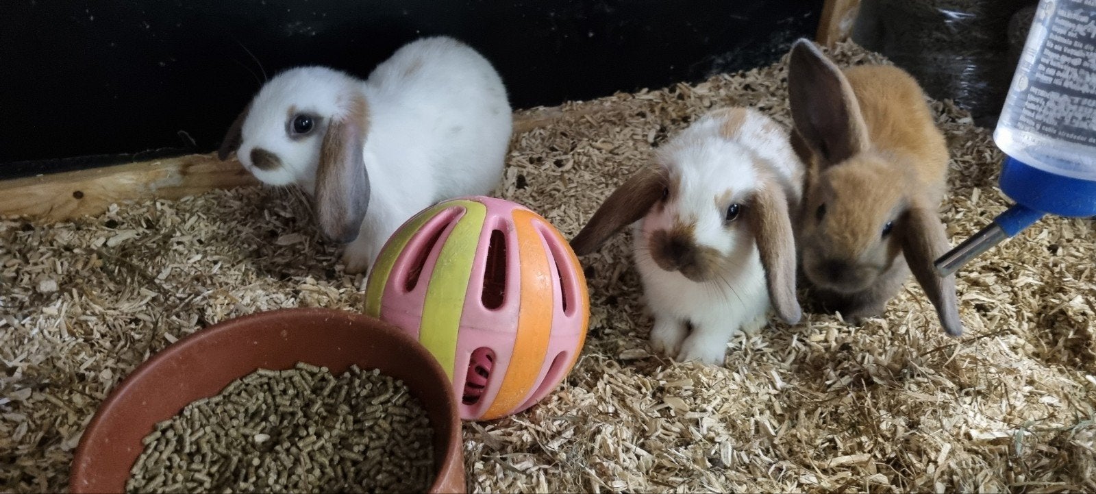 Dwerghangoor konijntjes, Dieren en Toebehoren, Meerdere dieren, Dwerg, Hangoor, 0 tot 2 jaar
