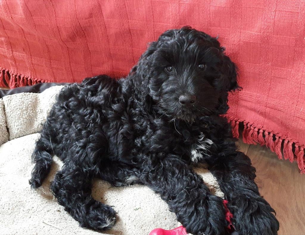 Lieve reutje mix Golden Irish Doodle, Dieren en Toebehoren, Honden | Retrievers, Spaniëls en Waterhonden, 8 tot 15 weken, Eén hond