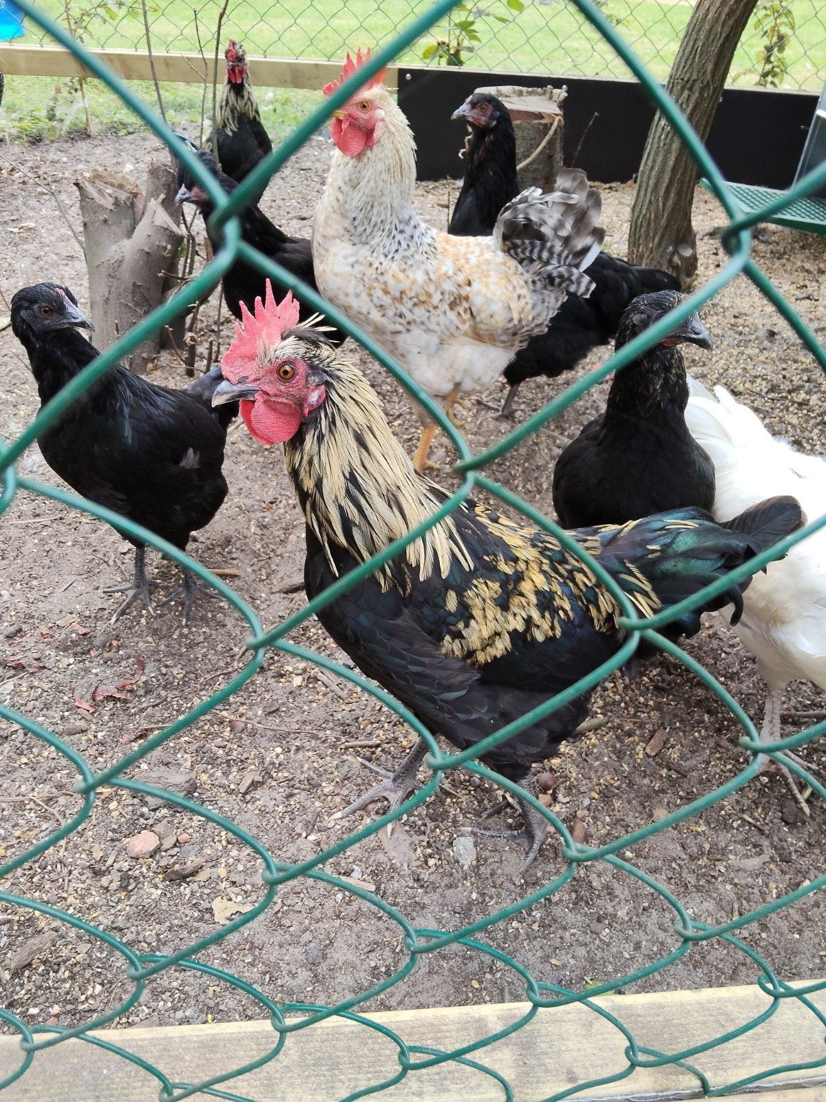kleur legger hanen, Dieren en Toebehoren, Pluimvee