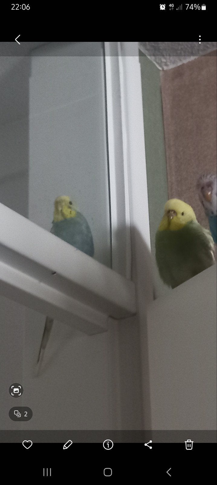 2 popjes grasparkieten, Meerdere dieren, Parkiet