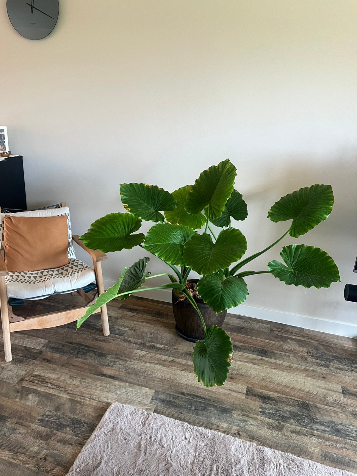 Alocasia (Olifantsoor) XL, Huis en Inrichting, Ophalen, 100 tot 150 cm, Halfschaduw, In pot