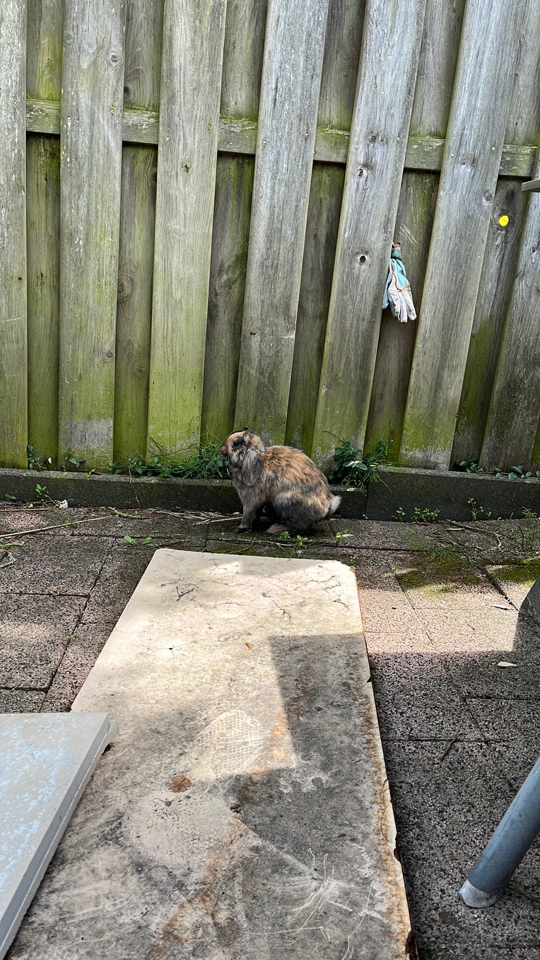 Lief mannetjes konijn 3 maanden oud, Mannelijk