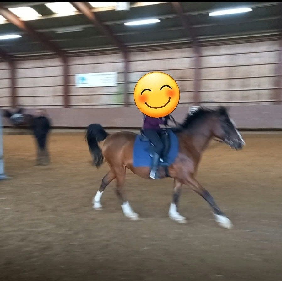 verzorgpony gezocht gratis, Verzenden