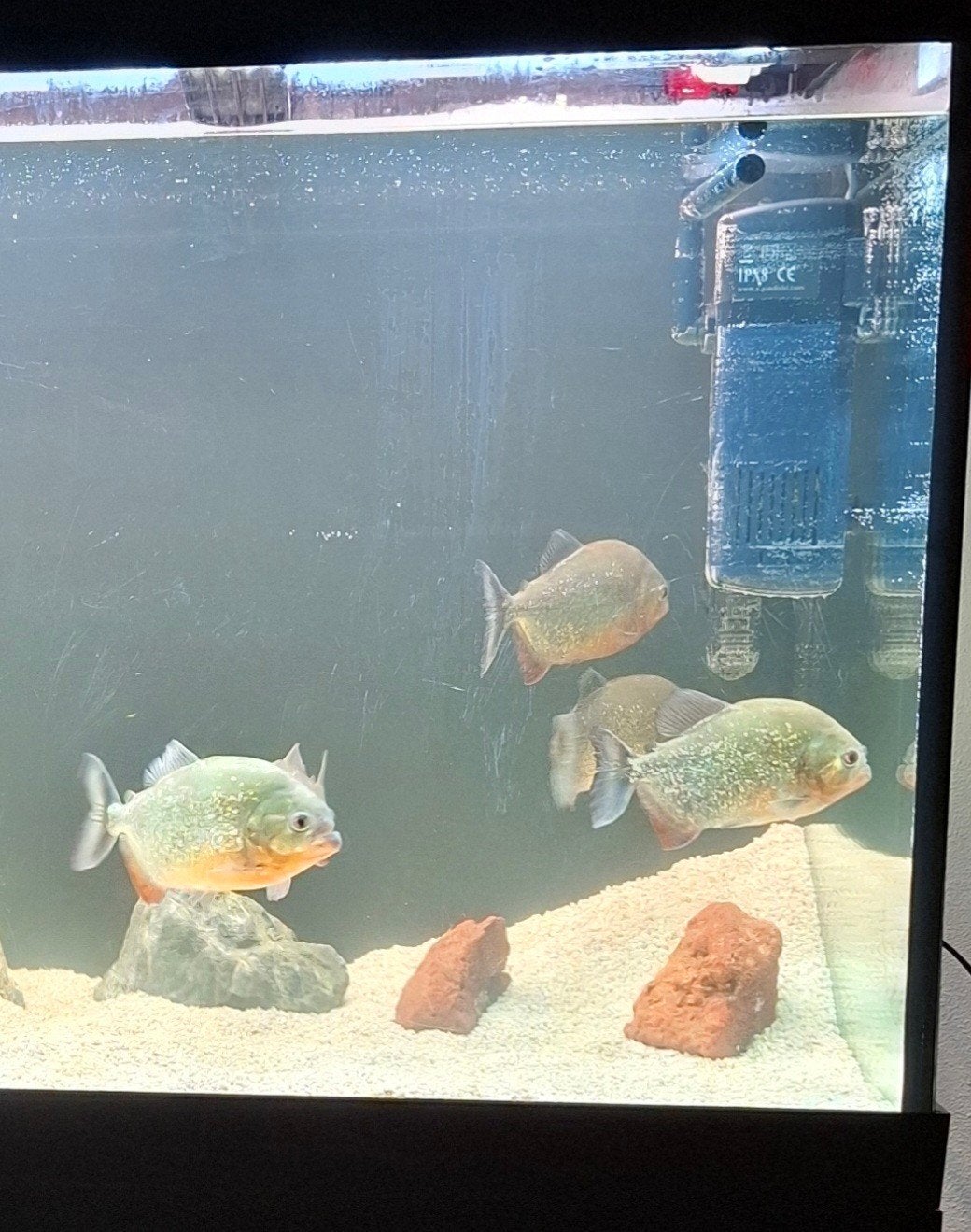 piranha 1x, Ophalen