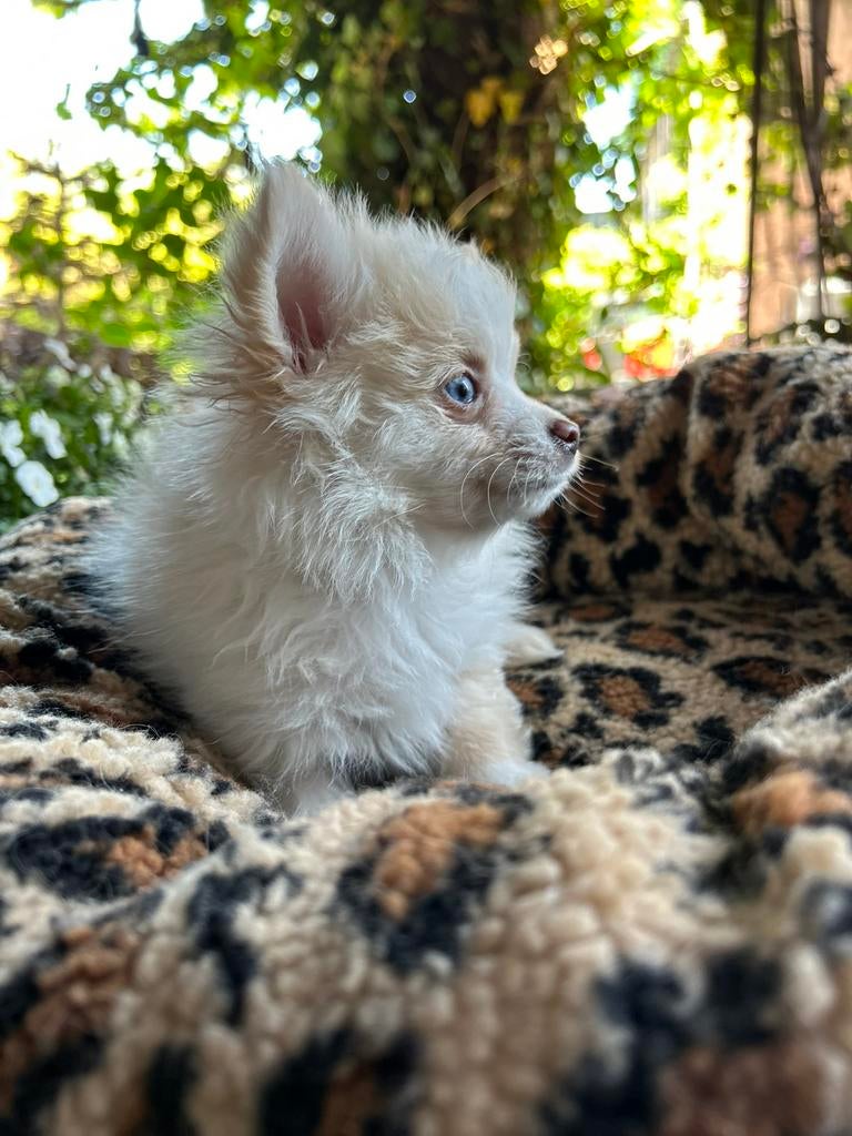 Pomchi pup 4 reutje 🐾💙 puppy pomeriaan x chihuahua, Reu, 8 tot 15 weken, Parvo, Eén hond